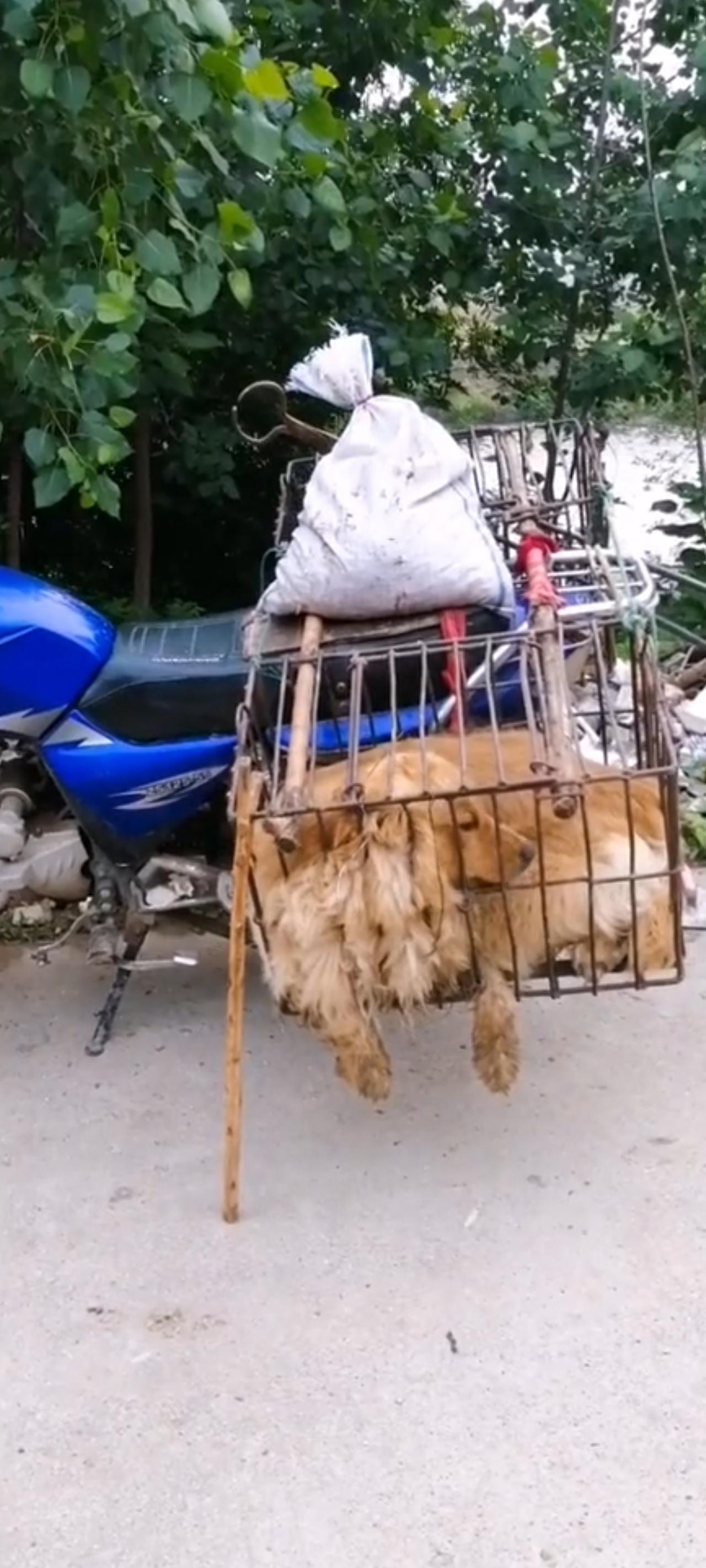 不知道这是谁家的金毛如此的不幸，竟然被狗贩子在光天化日之下当街用老虎钳，直接将她