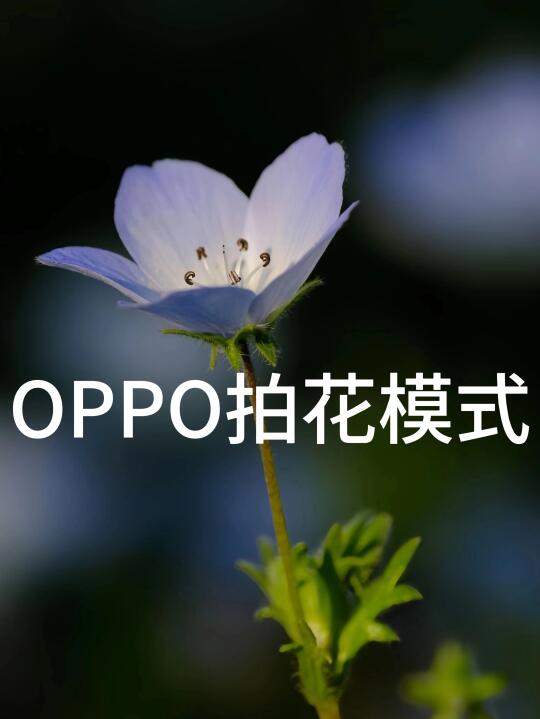 OPPO拍花堪比单反‼️花卉大片轻松拍