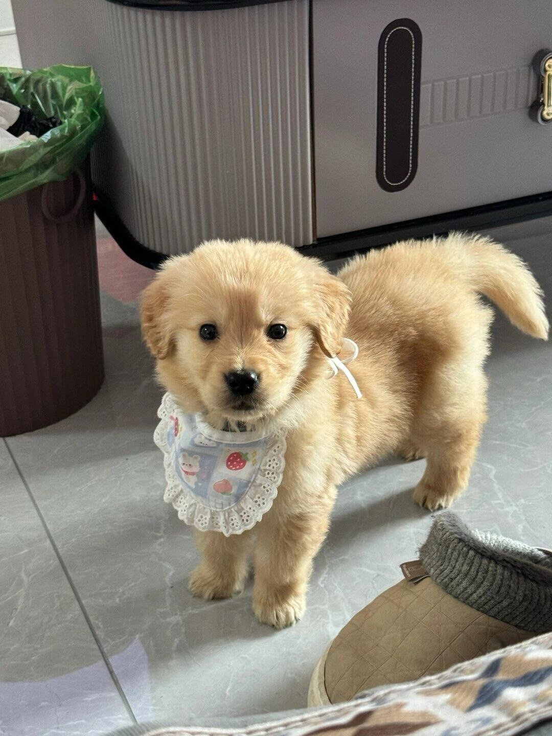 正在等待早饭的小金毛