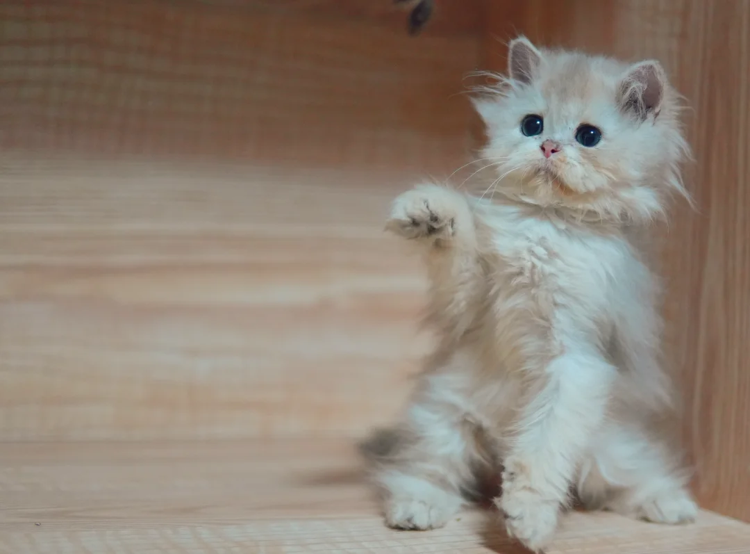 这孩子怕不是个猫，像被蜜蜂蜇过的脸