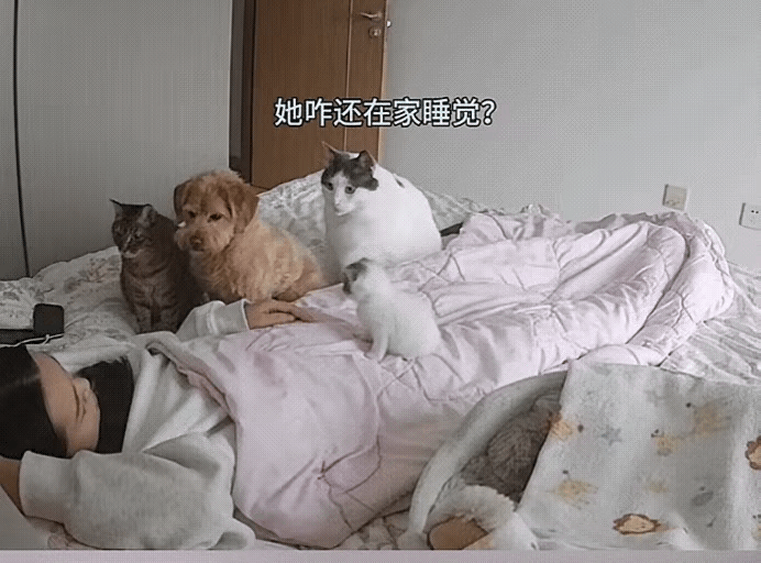 “笑不活了！”10月14日辽宁一名女子因感冒居家卧床，家中三只猫咪与一只狗狗竟“