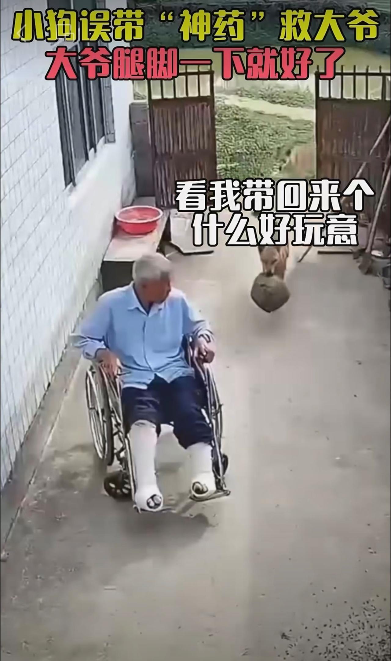 轮椅秒变跑鞋？狗子送蜂窝，老爷爷当场痊愈[捂脸哭][捂脸哭][捂脸哭]