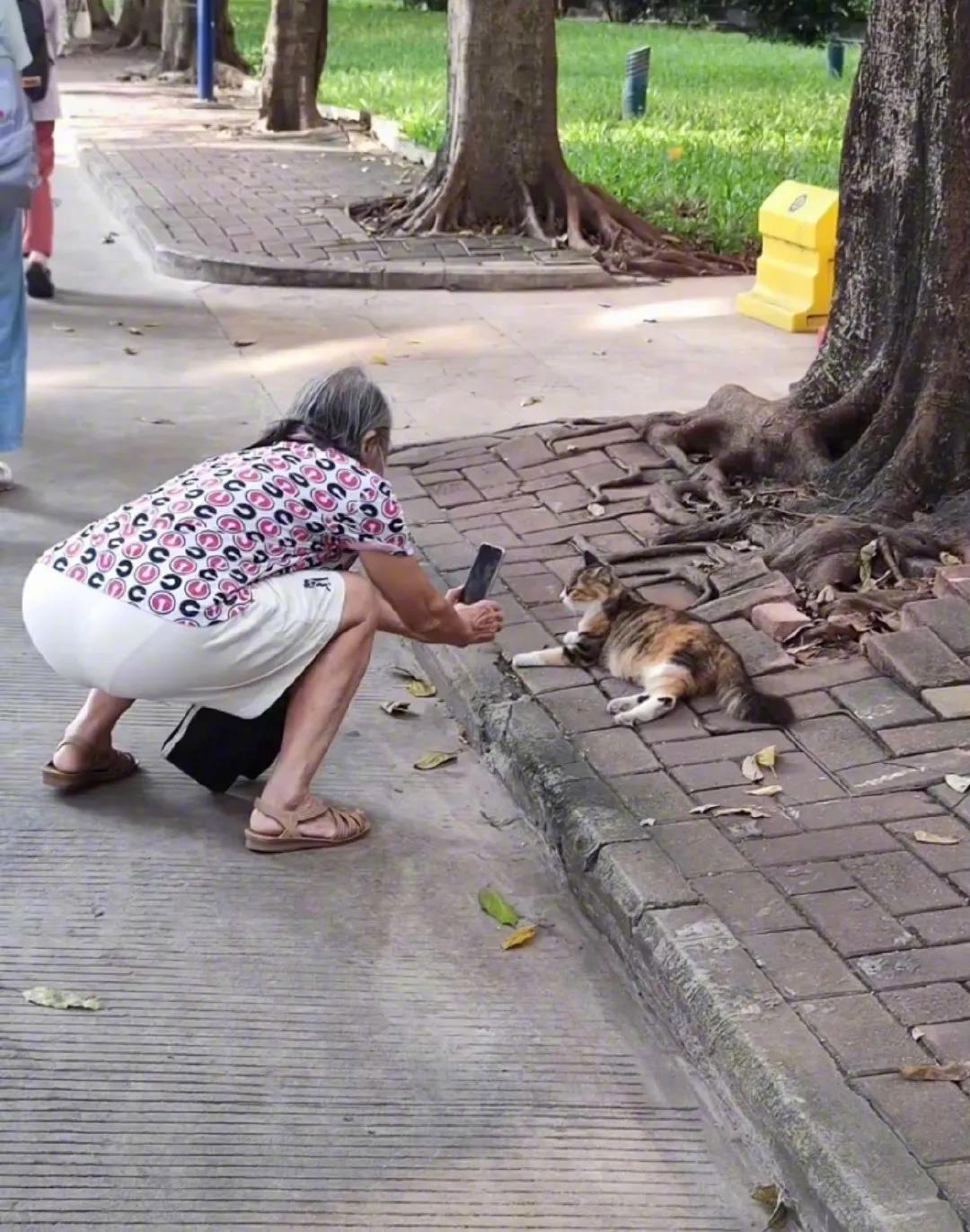 当喜欢猫的你老了以后的样子。