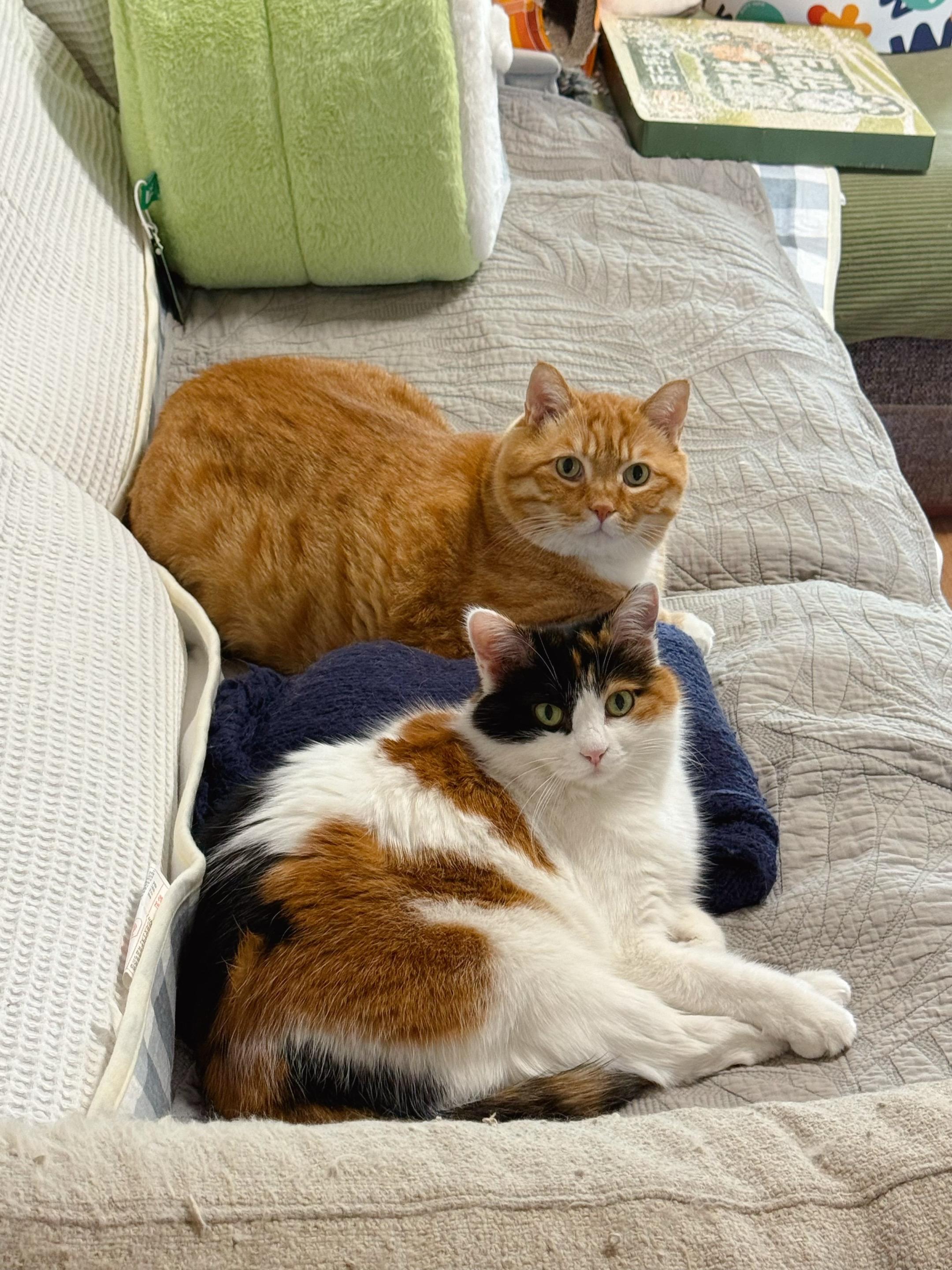 当沙发铺上电热毯 就会长出猫。