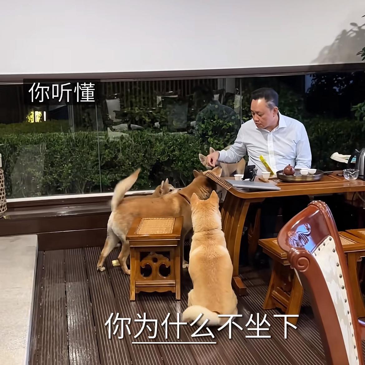 前首富黄光裕太豪横，疑似广东豪宅曝光，家中饲养五只柴犬，根据品质以及多处细节来分