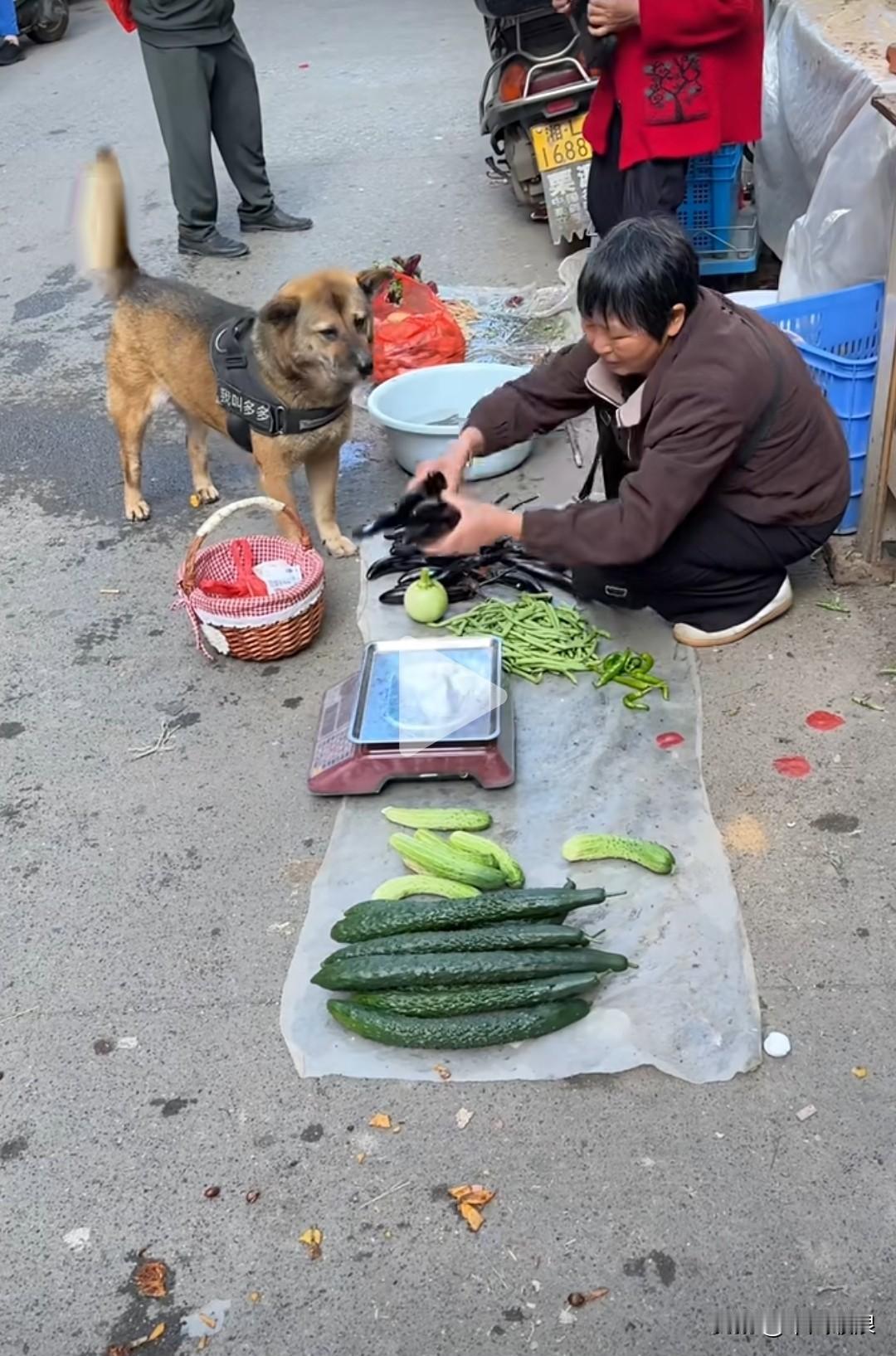 你们看过会到菜市卖菜的狗狗吗？你看菜农正在为它称茄子。