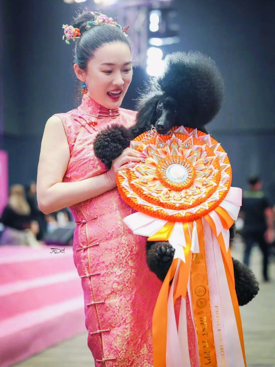 霍思燕的狗这次来选美了霍思燕带自家汪来选美了！不只是比赛，看得出她真心爱护这些