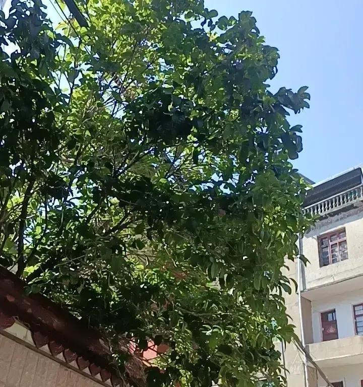 我婆婆有个习惯，我一直搞不明白她为什么要这样做。每到周末，她总爱打电话把两个
