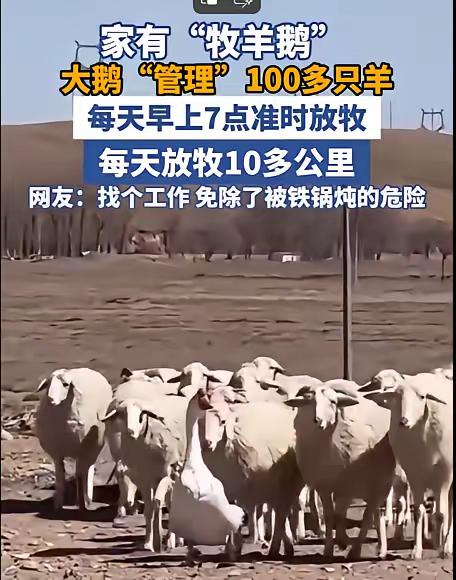 内蒙古一男子，因家中2只大鹅总打架，便把其中一只放在羊圈喂养，谁知，这大鹅竟然帮