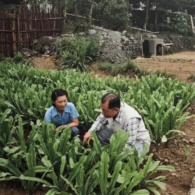 50年代，张学良和赵一荻被软禁在新竹时期，蹲在菜地里查看青菜长势时的照片，当时的
