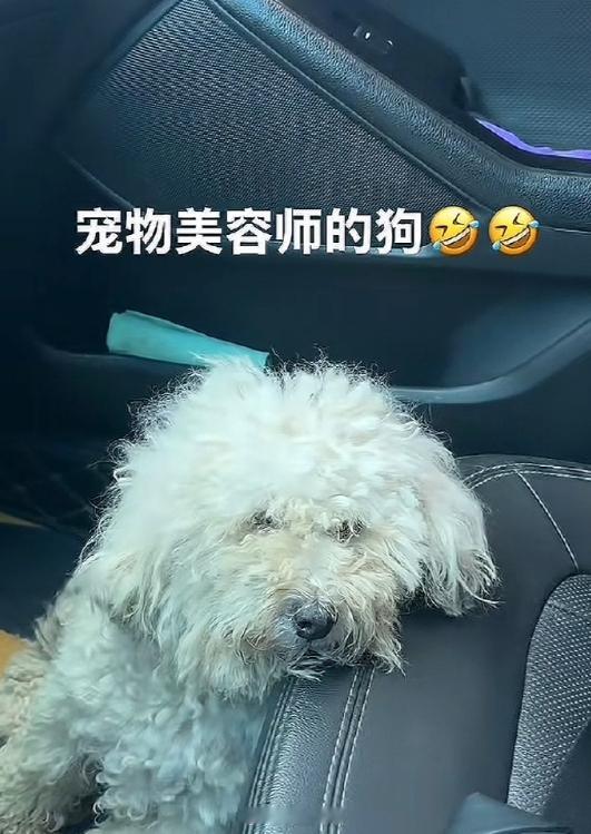 各行各业的桃李满天下家里结苦瓜​​​