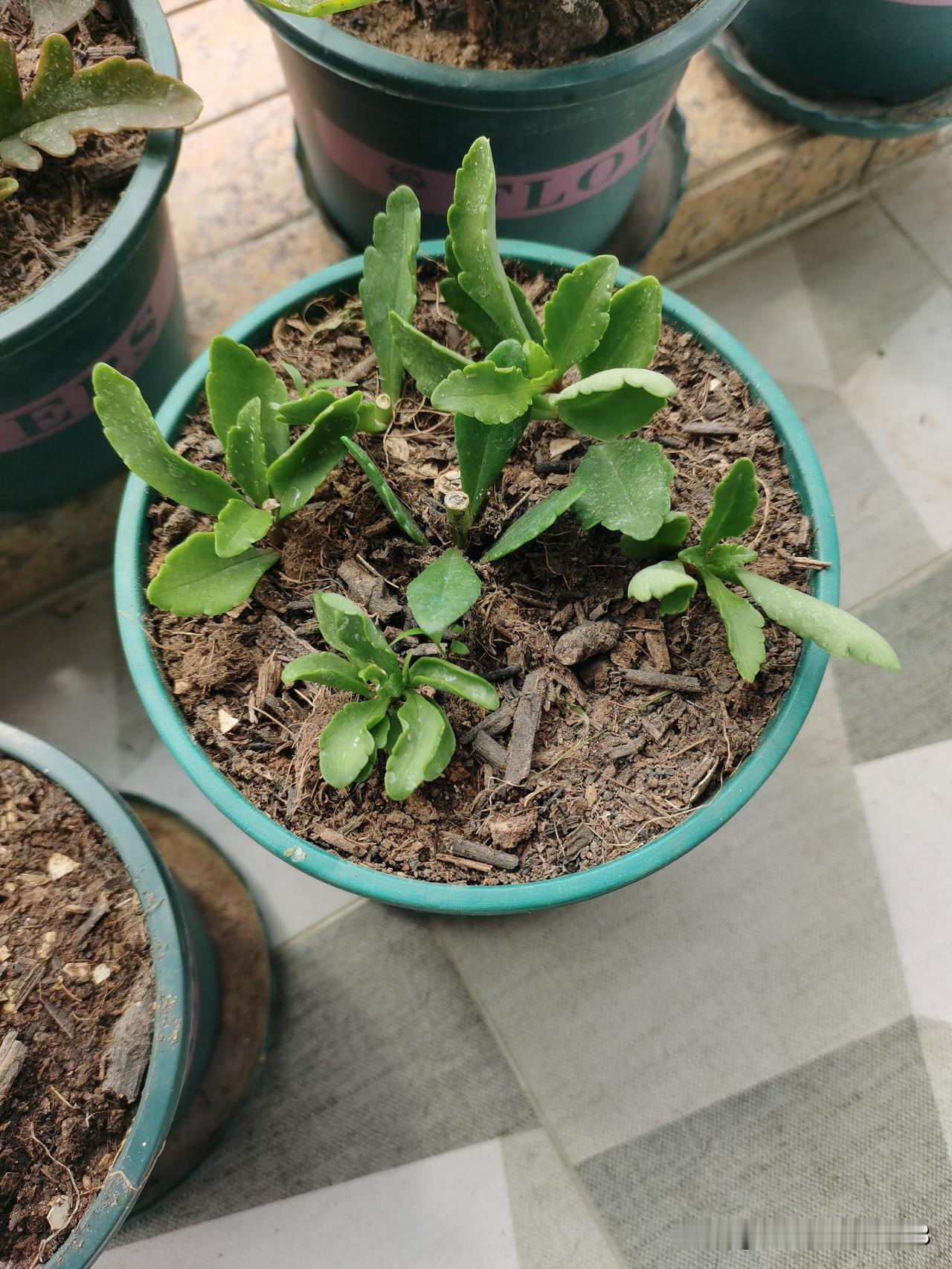 姐姐和姐夫是绝配，刚结婚时，姐姐姐夫在家务农，在农村大多是女人养猪，鸡鸭鹅等，男