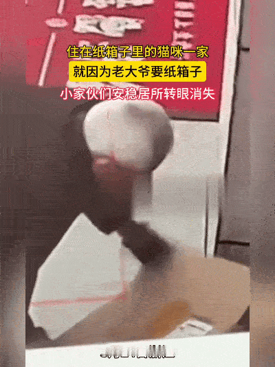 揪心！浙江大爷捡纸箱，倒出一窝流浪猫，网友吵翻了。几毛钱的纸箱，对一只猫来
