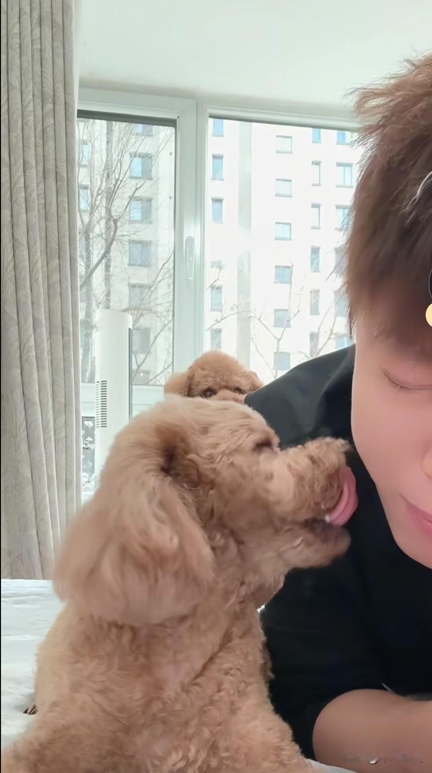 主人对着小泰迪倾诉：“该怎么样就怎么样，爸爸下辈子不一定能再遇到你，你要是爱我就