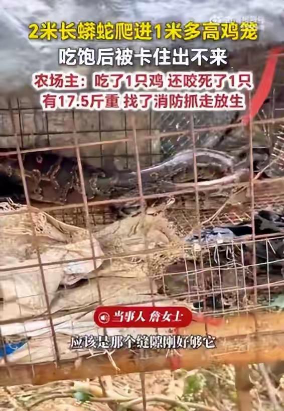 两米长蟒蛇爬进1米多高鸡笼，吃饱后被卡住出不来，农场主：7只鸡，一只被吞一