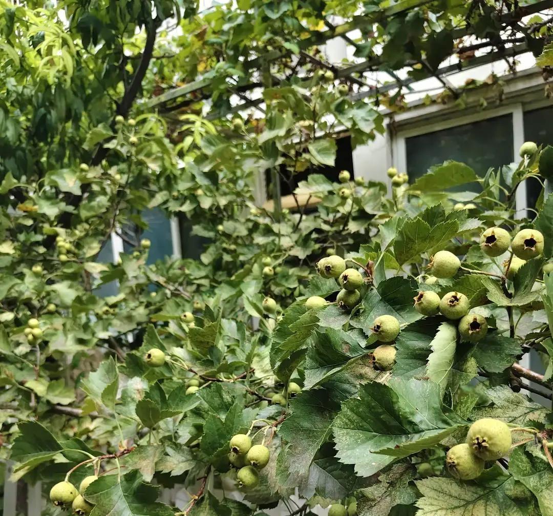 晚饭刚端上桌，婆婆那开了免提的老人机里就传出她亲侄子的声音：“姑，我家孩子考上大