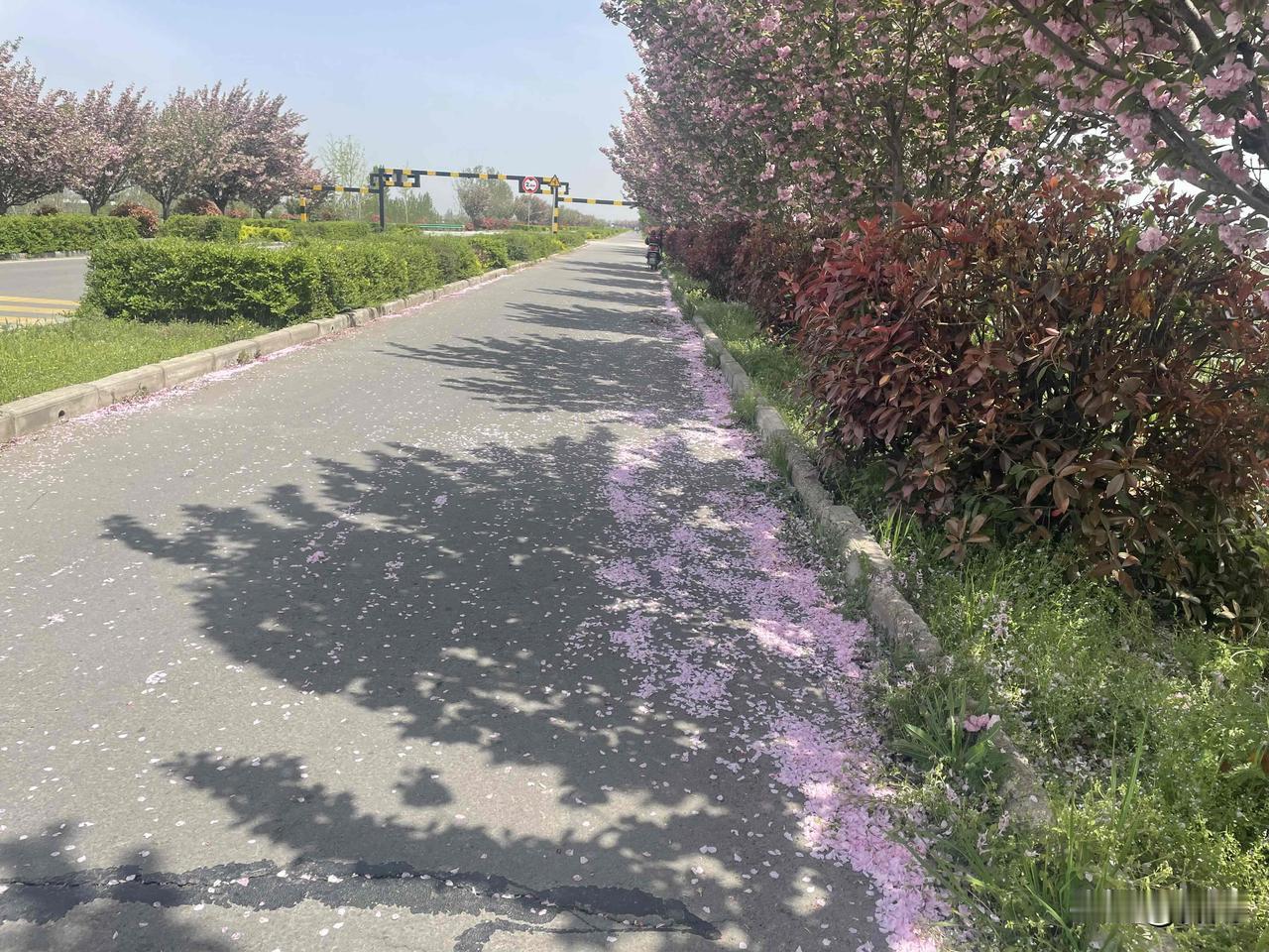 【七律•芳事阑珊四月天】芳事阑珊四月天，红稀绿暗燕翩跹。疏篱静静梨花淡，小径