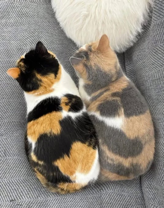 三花猫也分浓的和淡的