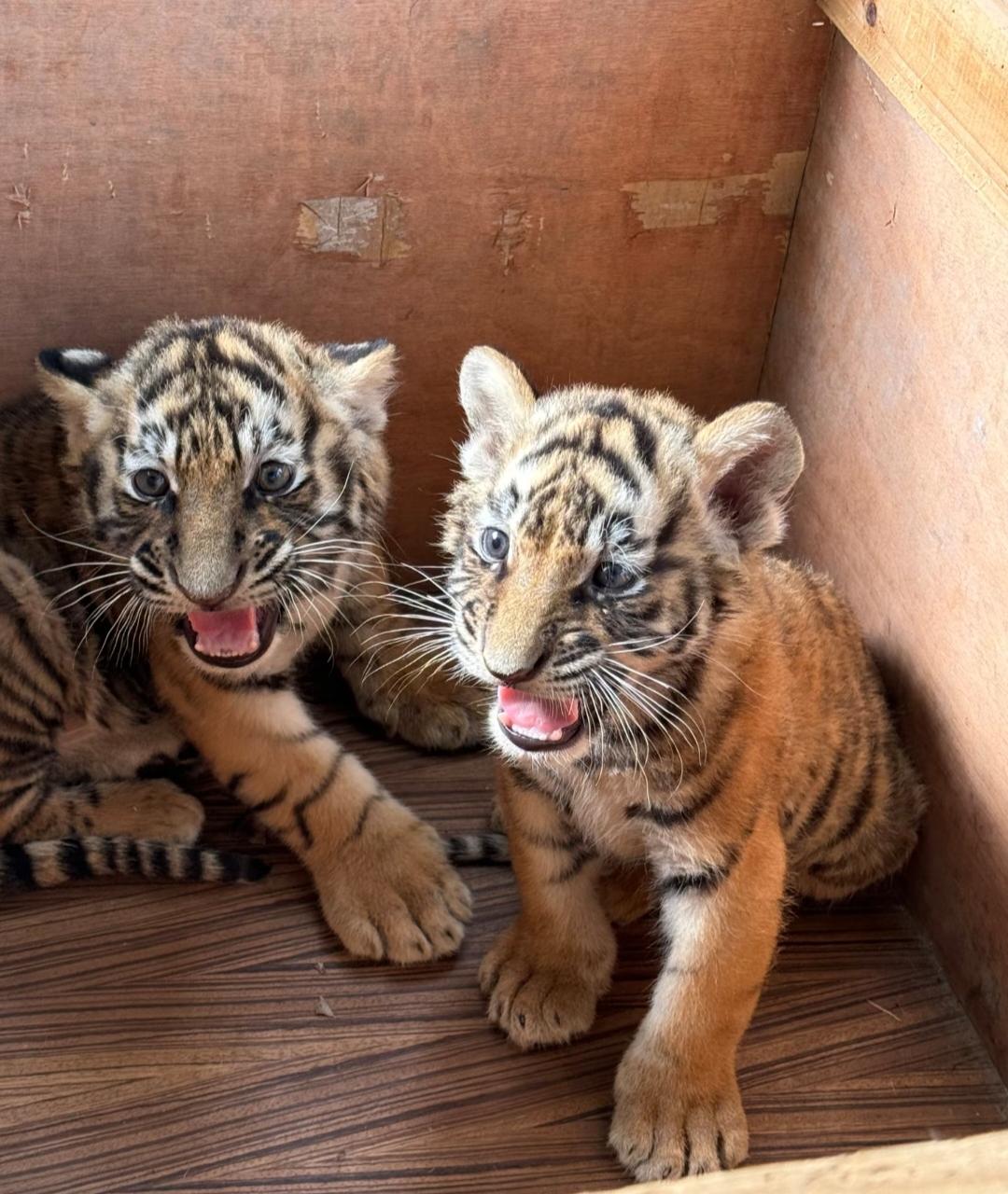 为什么现在的成年人都没有大人的感觉?因为现在的年轻人都特别像图片上的这只老虎，