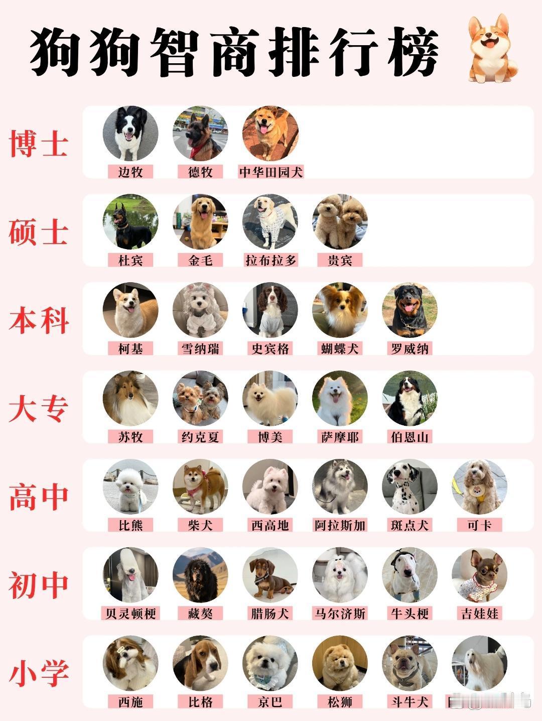 二哈应该是幼儿园的吧