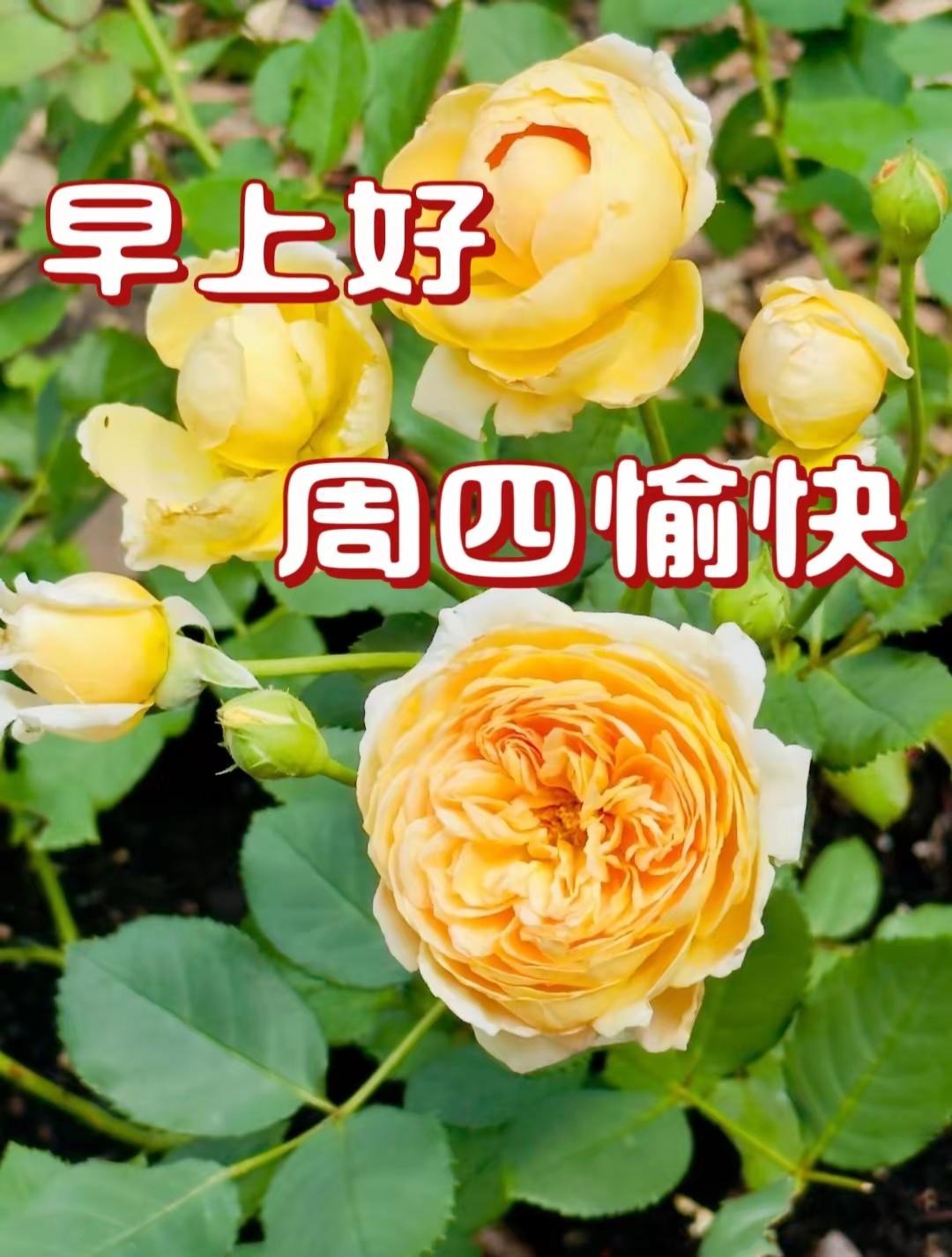 平凡的日子里，最治愈的莫过于清晨一句温柔的问候。整理了几段原创早安祝福，送给每