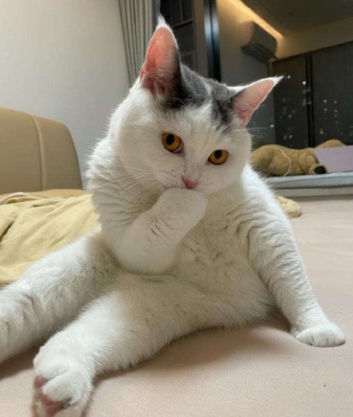 怎么会有这这么油腻的小猫