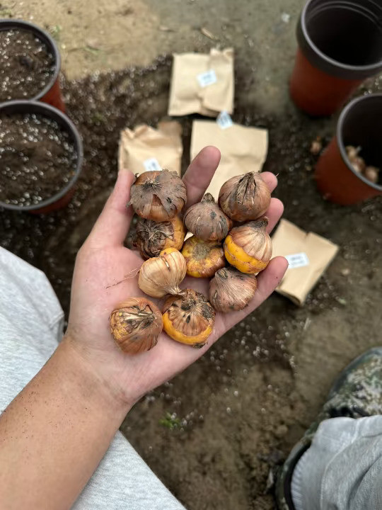 又种一点切花唐菖蒲