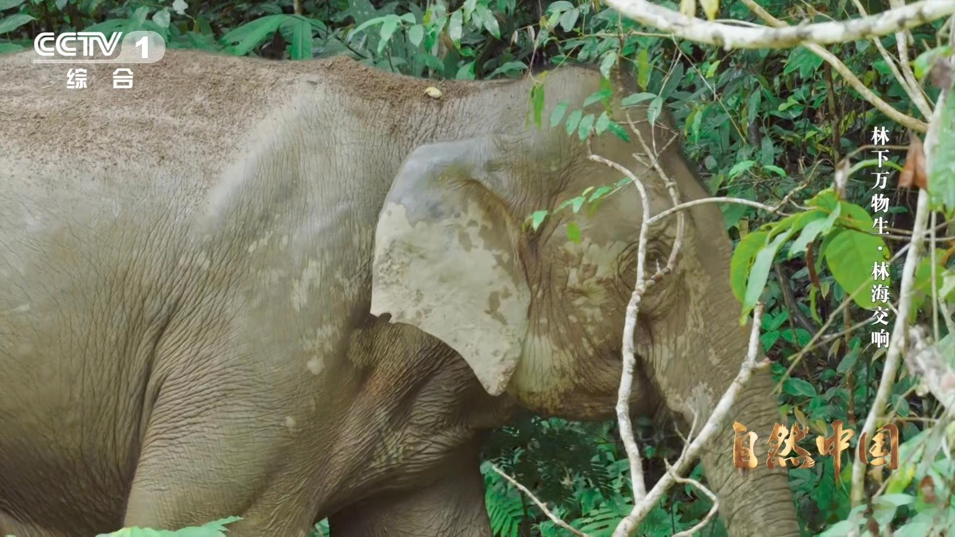 亚洲象头顶有两个聪明包云南可以在桥上看大象高空观象栈道设计满分！兼顾动物保护与