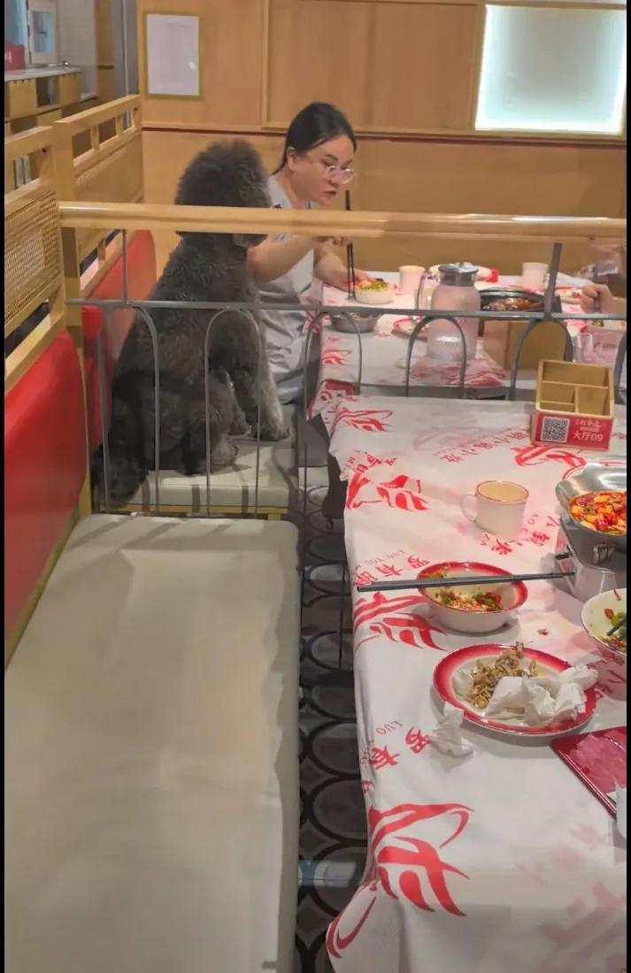 人模狗样，狗主更不像样，直接用餐馆的餐具喂狗，这是哪家店，服务生跑来跑去也视若无