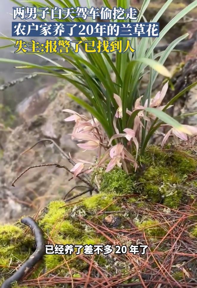 太气人了，大白天开车直接进村，两名男子明目张胆偷挖农户养了20年的兰草，这一幕就