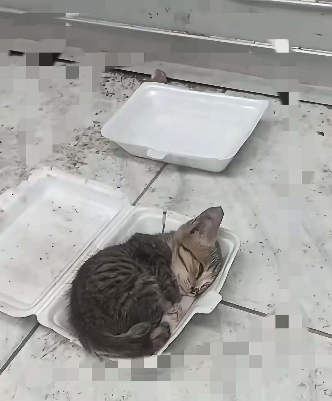 真的别不信，善良真的会带来财运！那天我看见一只失去妈妈的小