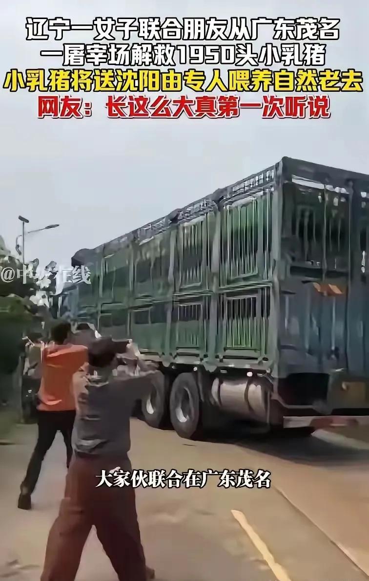 前阵子那个辽宁叫林澈的，带了7个人跑去广东茂名拦运猪车，硬生生“救”下1950只