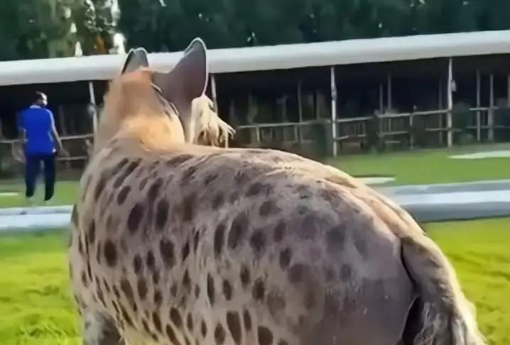 斑鬣狗被叫成清道夫好多年，结果最新研究把它翻案了。非洲草原十年追踪数据出来，成