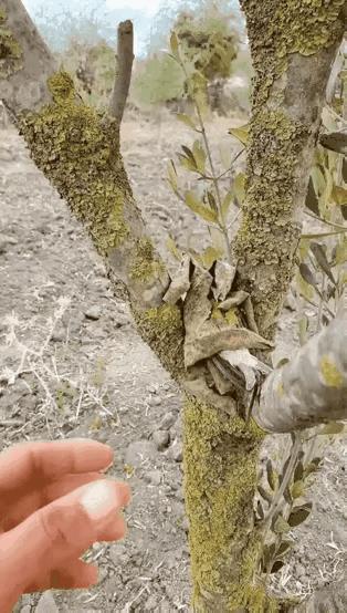小鸟都不敢相信这个伪装居然被识破了。