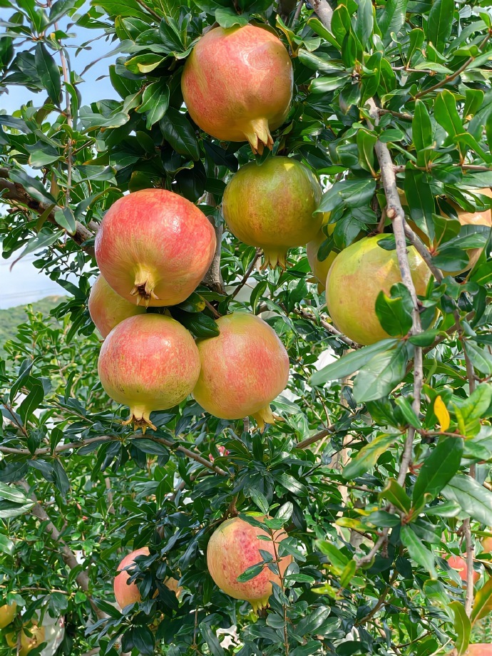 治愈的乡村生活