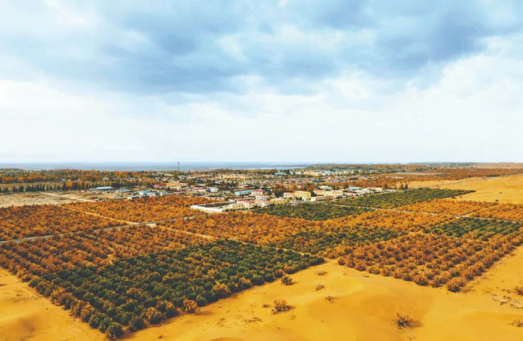 新疆生产建设兵团民兵接力治沙40余载: 在沙漠边缘筑起绿色长城