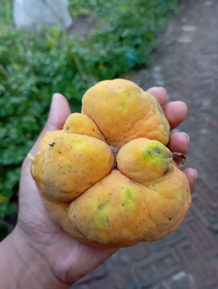 这种水果你们叫什么啊