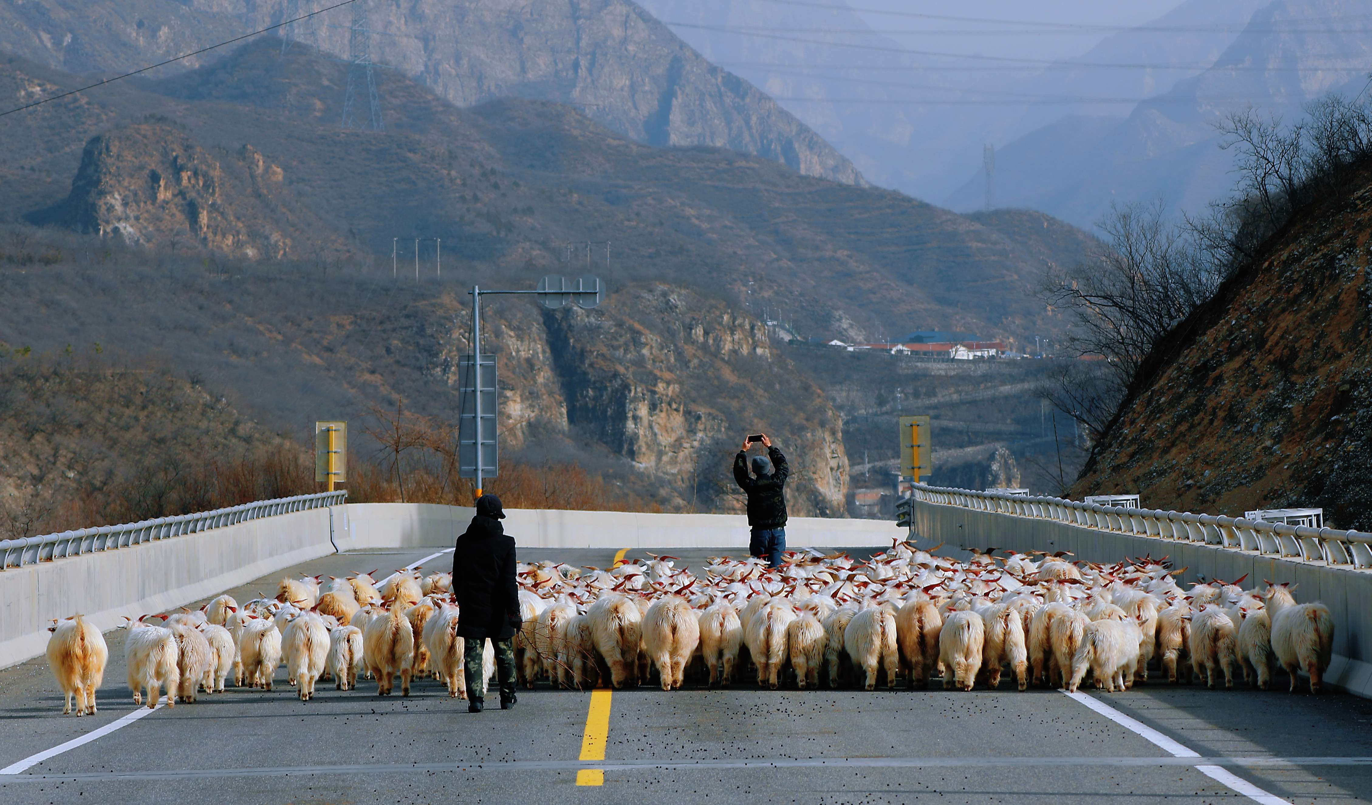 大哥后面跟着一群羊，他还来了张可爱的自拍。