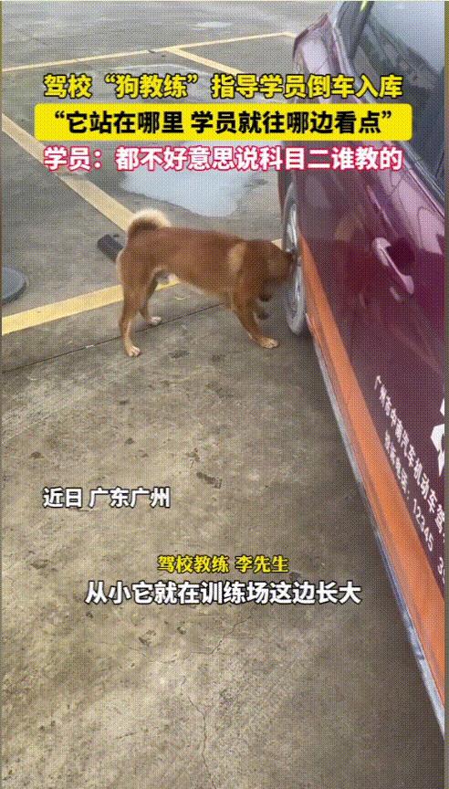 “成精了！”广州，一驾校有一位特殊的“狗教练”，经常亲自指导学员们倒车入库，它站