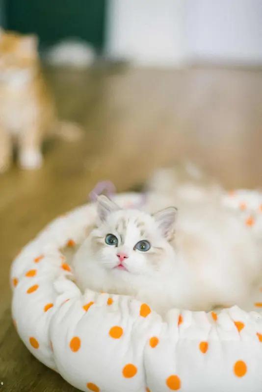 给大家分享一张我家布偶猫的照片。照片里它正窝在柔软的垫子上，湛蓝的大眼睛无辜地看