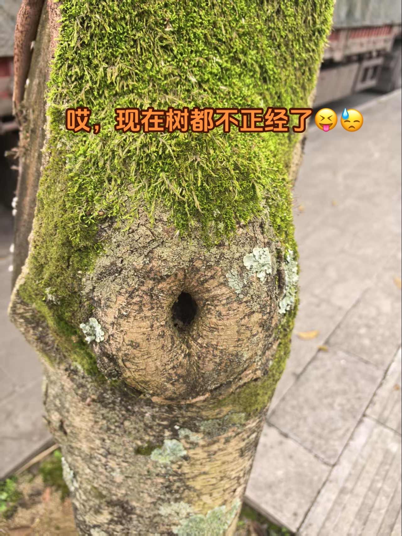 不正经的树