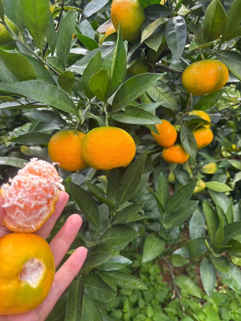🍊橘子丰收的季节秋天的果园，满树金黄的橘子挂满枝头，仿佛一个个小太阳。阳光