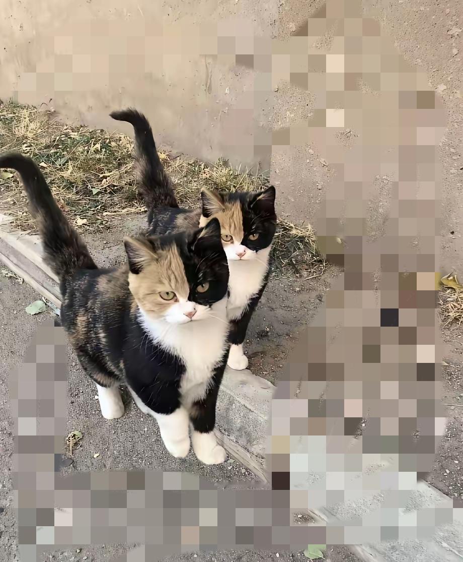 小区惊现“神秘双胞胎猫”！颜值高到让人挪不开眼，却傲娇得很，一靠