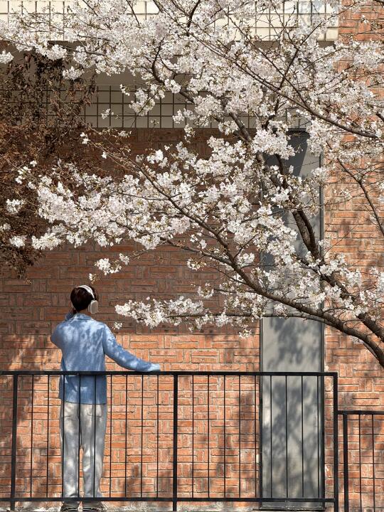 重庆！！！地铁3号线直达日系樱花大道…🌸