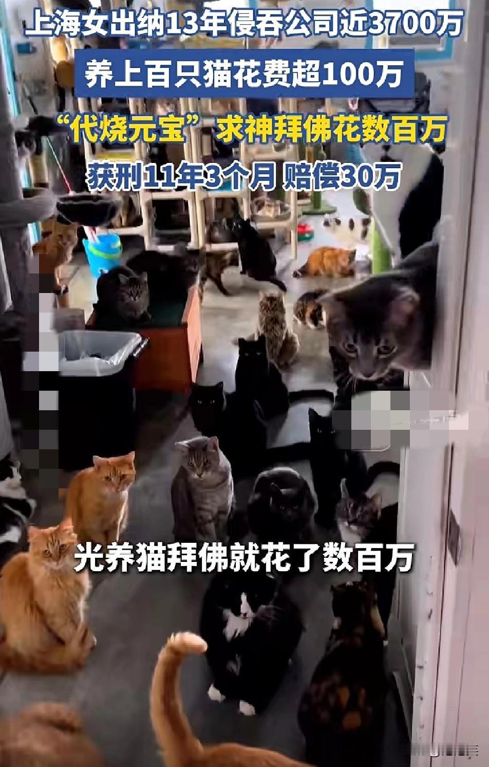 上海女出纳陶某13年侵吞公司近3700万养上百只猫花超100万求神拜