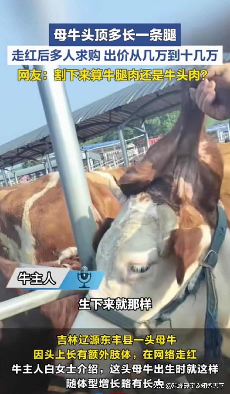 赶紧卖到印度，牛神