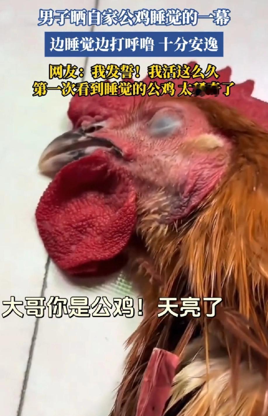 活久见了，原来公鸡还会侧躺着边睡觉边打呼噜，鼾声如雷！天亮了，公鸡在睡觉，不