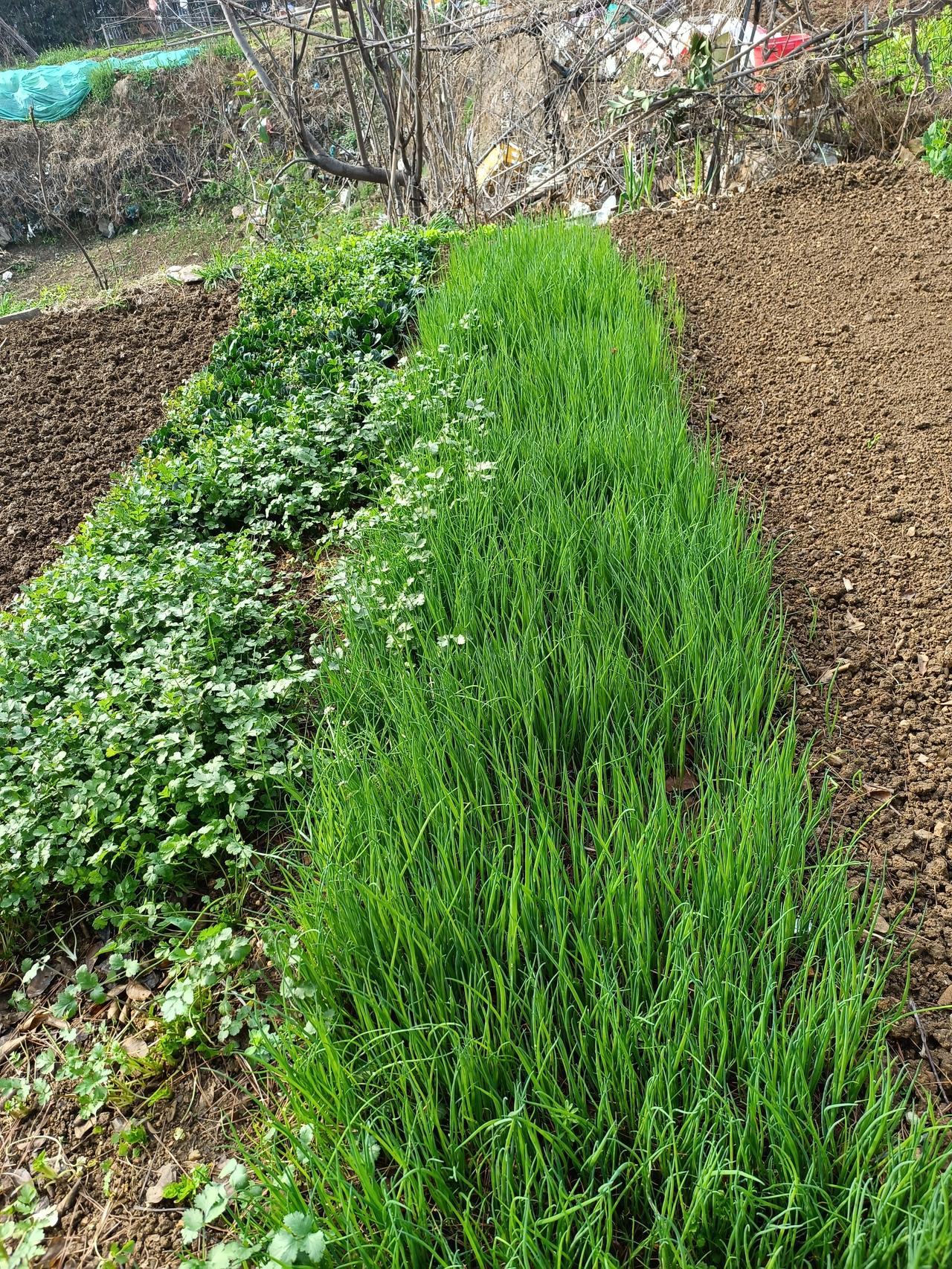 种的是菜，养的是心走进我家菜园，真的不想走了，这菜长的太漂亮了，一畦小葱绿油