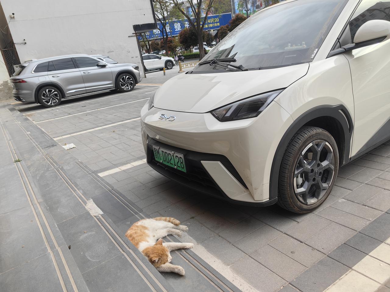 停车场的老猫咪，旁若无人呼呼睡