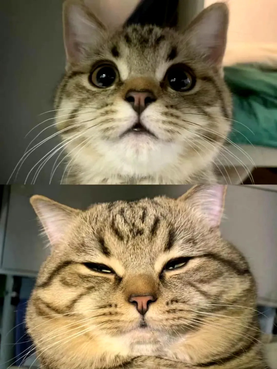 不仅是人的面相会随着年龄变化，猫也一样，眼睛里渐渐失去童真！​​​